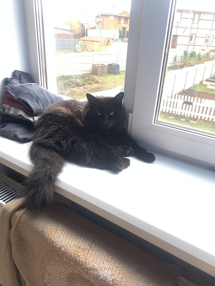 Самый добрый в мире котик