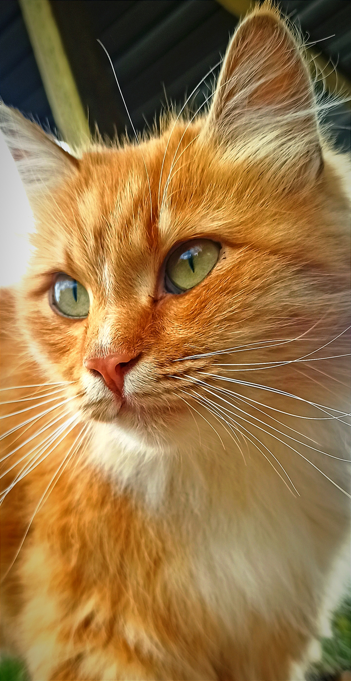 Лиза подлиза