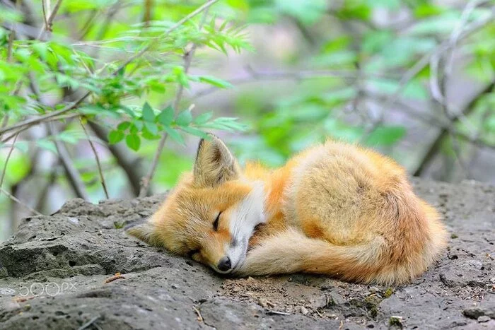 Asleep. Tired - The photo, Animals, Fox
