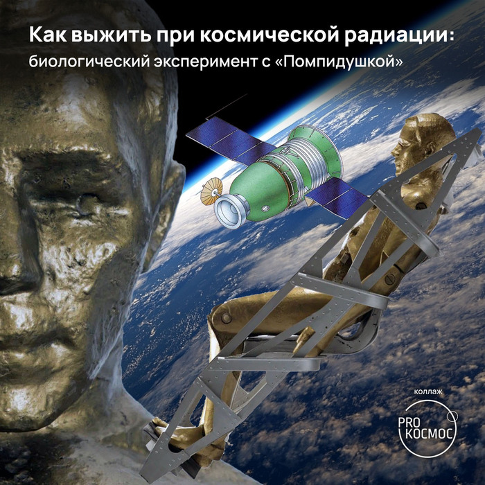 Как выжить при космической радиации: биологический эксперимент с «Помпидушкой»