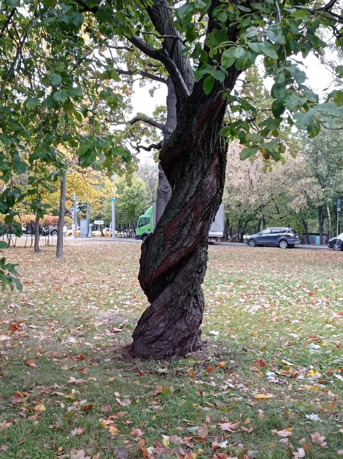 two apple trees - Tree, Nature