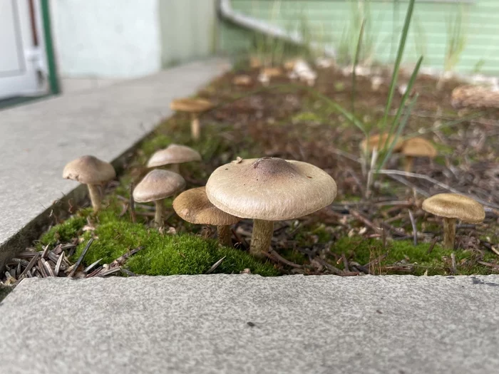 Mushrooms on the doorstep - The photo, Mushrooms, Mobile photography