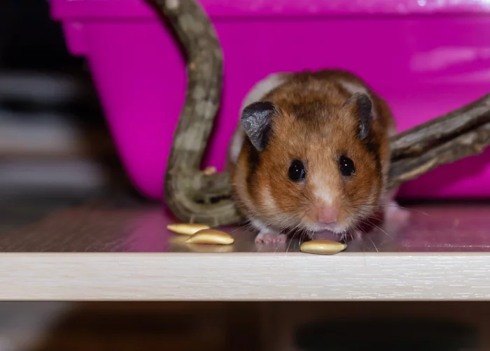 Hamster and pumpkin seeds - My, Beginning photographer, Canon, Hamster, Syrian hamster, Escape