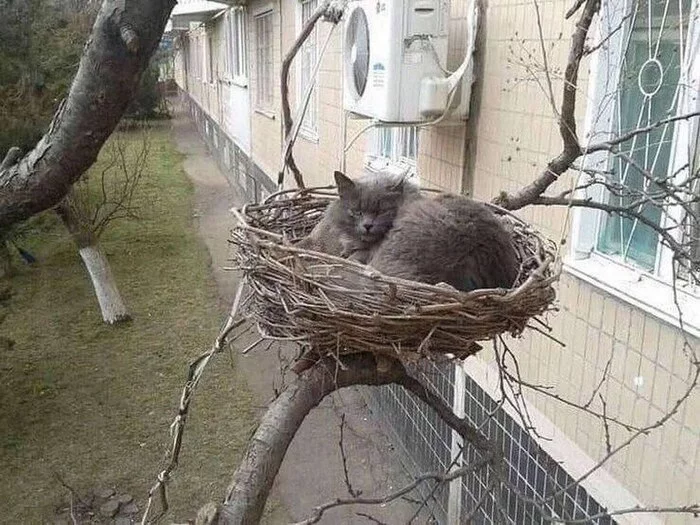 Well, let's say, uh-huh... - cat, Nest, Khabarovsk, The photo, Homeless animals