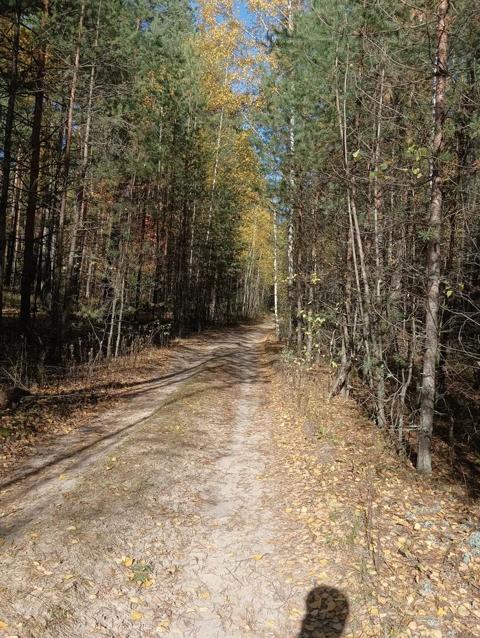 Autumn forest - My, A bike, Bike ride, Cyclist, Gravel, Forest, The photo