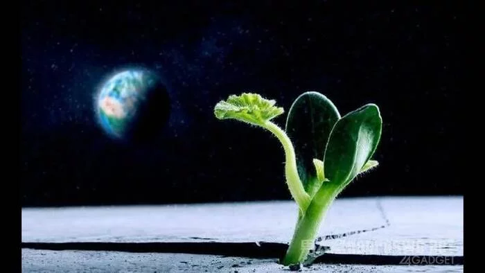Lunaria One (Australia) intends to grow plants on the moon starting in 2025 - moon, Planet, Space, Plants, Experiment, The science
