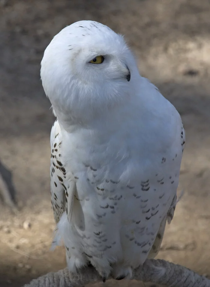 Hey man, do you want some magic?) - Polar owl, beauty, Elegance, Sight