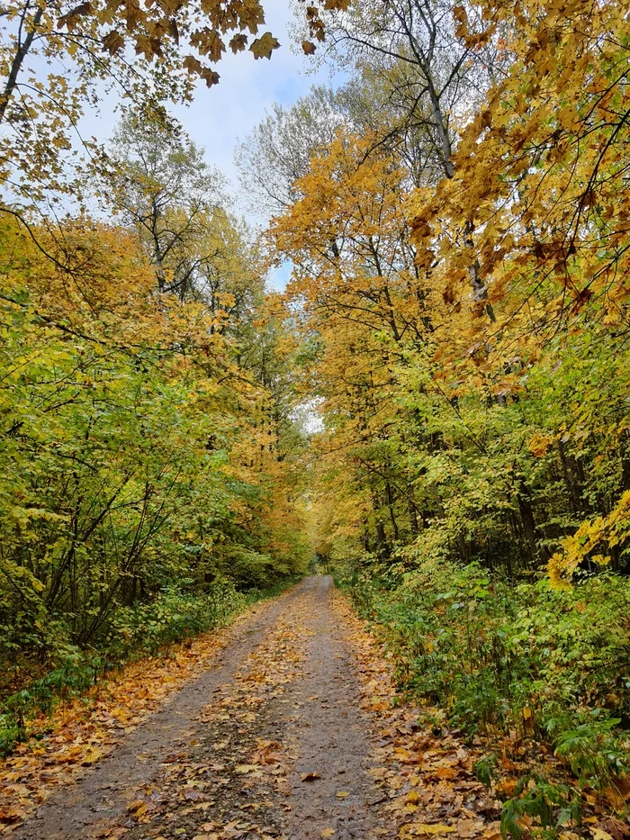 motley path - My, Leaf fall, Autumn leaves, Road, The photo