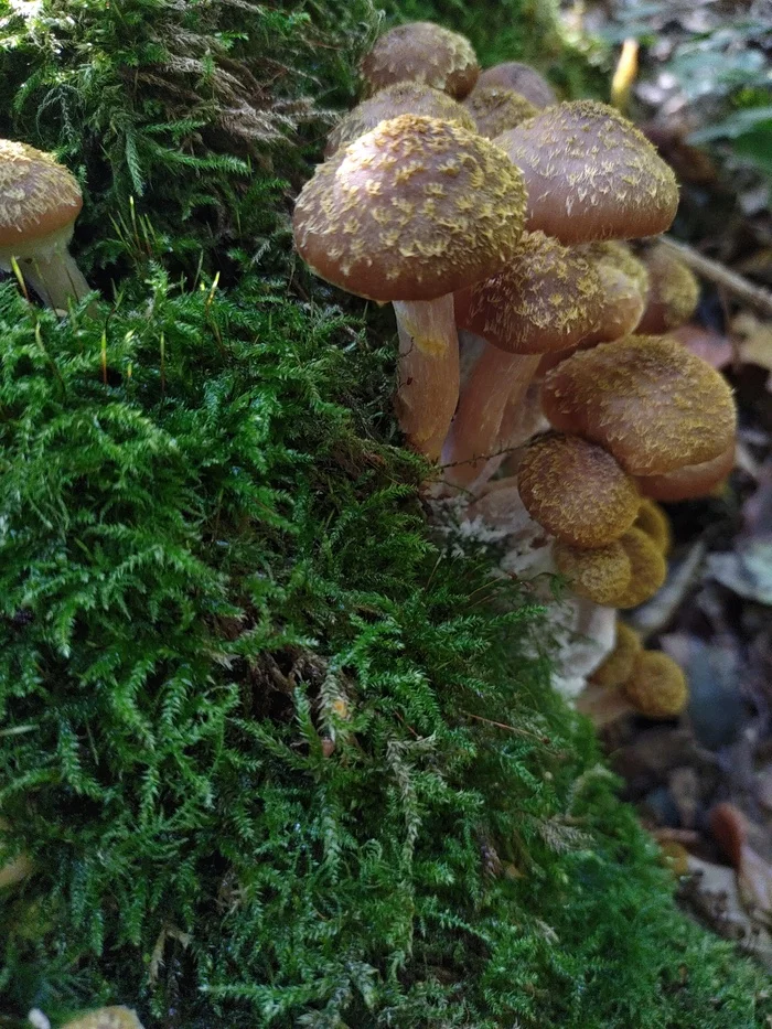 mushroom - My, Mobile photography, Mushrooms, Autumn