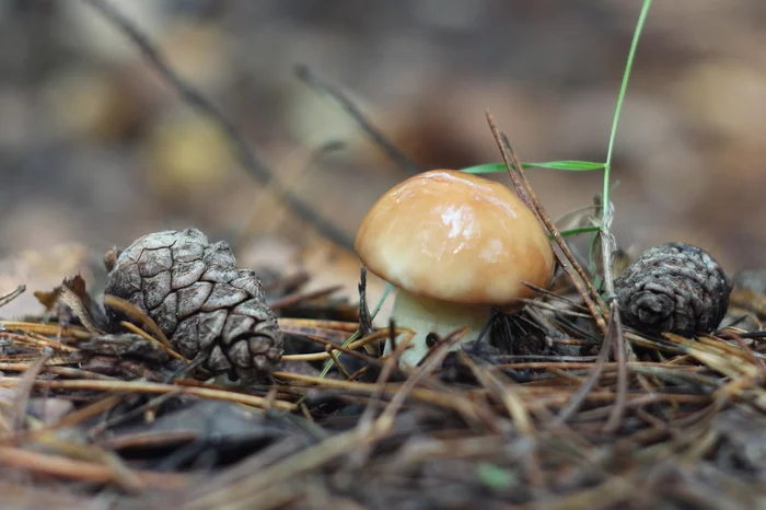 Reply to Mushrooms - My, Canon, Mushrooms, The photo, Reply to post