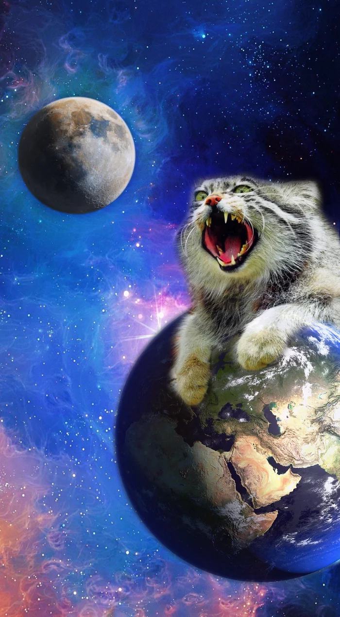 catastrophe - The photo, Pet the cat, Cat family, Photoshop, Wild animals, Fluffy, Pallas' cat, Full moon, Today