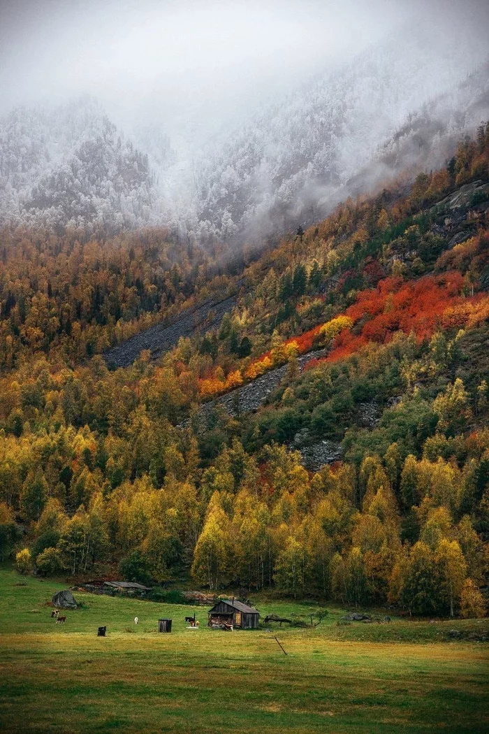 Altai autumn - Altai Republic, Altai Mountains, The nature of Russia, Gorge, Autumn, Forest, The photo