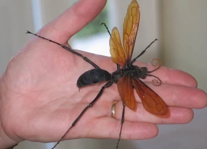 hawk wasp - Wasp, Pain, Bite, The size