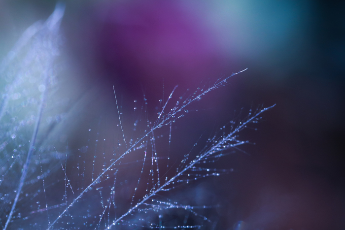 Капли росы | Пикабу