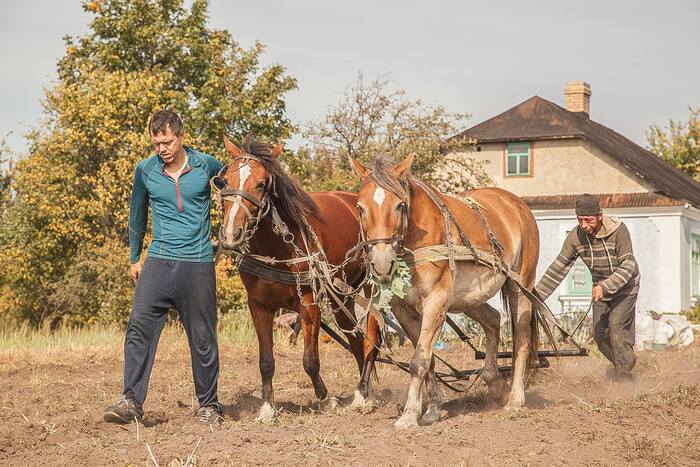 Autumn plowing - My, Ploughing, Field, Horses, Village, Dacha