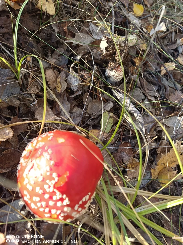 Silent hunting in the Ulyanovsk region - My, Silent hunt, Nature, Longpost