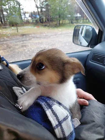 Master, where are we going? - Milota, Pets, The photo, Corgi, Paws, Dog, Dog days