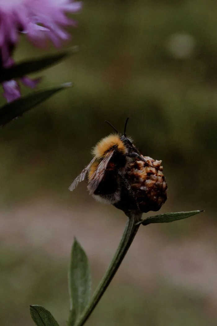 Shaggy bumblebee - My, The photo, Nature, Macro photography, Bees, Longpost