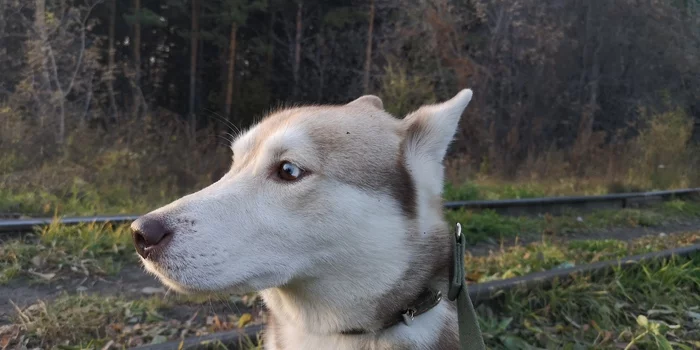 Golden autumn (part 1) - My, Friends, Mood, friendship, Village, Weekend, Happiness, Friend, Good mood, Forest, The photo, Siberia, Walk, Dog, Dog days, Longpost