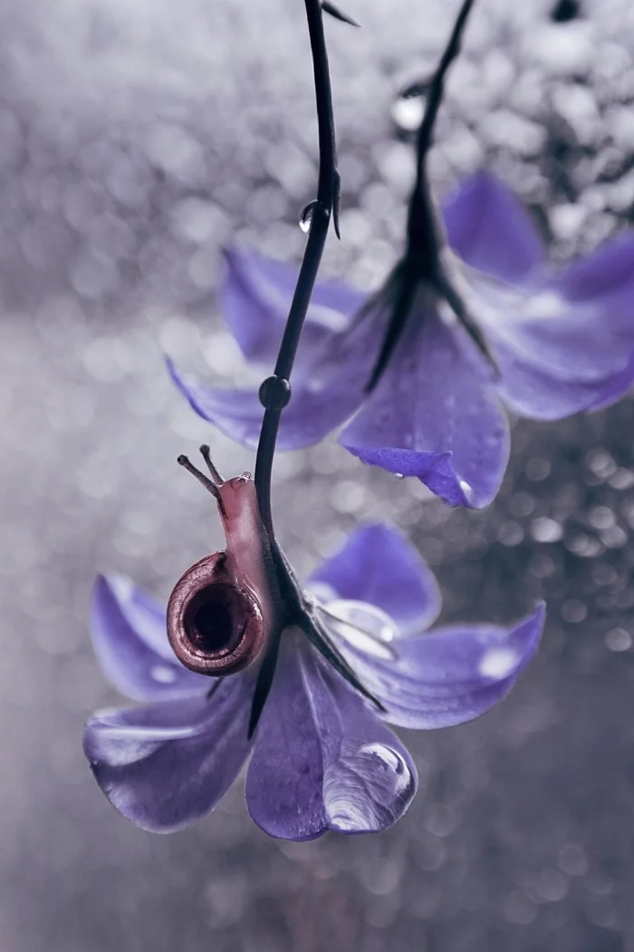 Macro photography on a budget - My, Nature, The photo, Macro photography, The nature of Russia, Macro rings, Insects, ladybug, Snail, Bokeh, Longpost