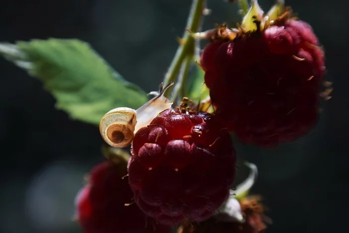 Macro photography on a budget - My, Nature, The photo, Macro photography, The nature of Russia, Macro rings, Insects, ladybug, Snail, Bokeh, Longpost