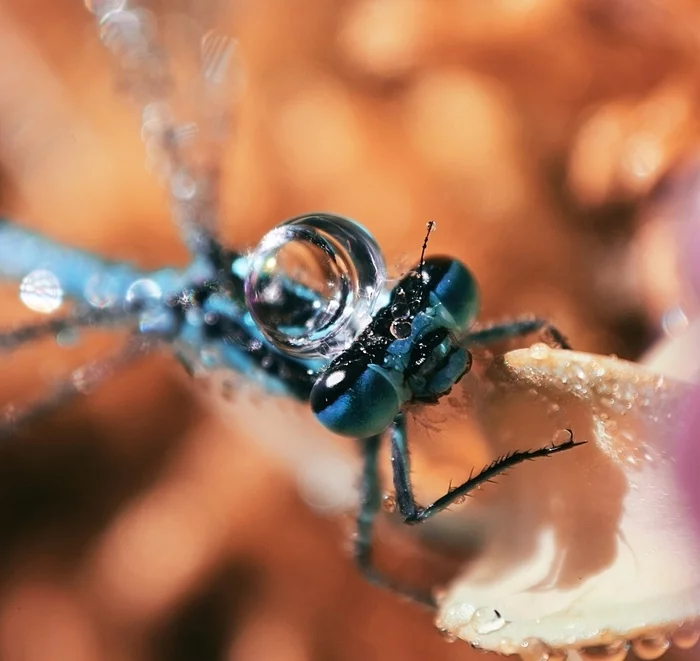 Macro photography on a budget - My, Nature, The photo, Macro photography, The nature of Russia, Macro rings, Insects, ladybug, Snail, Bokeh, Longpost