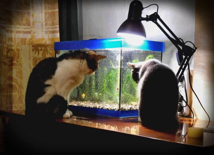 cat tv - My, cat, Aquarium, Observation, Pets