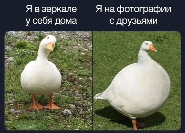 Differently - Humor, Picture with text, Memes, Гусь, Mirror, Differences