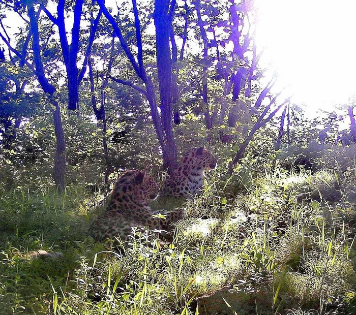 The sun will rise, because that's how life works - Far Eastern leopard, Kittens, The photo, dawn, beauty, Leopard, Phototrap, National park, Land of the Leopard, Primorsky Krai, Big cats, wildlife, Wild animals, Cat family, Predatory animals