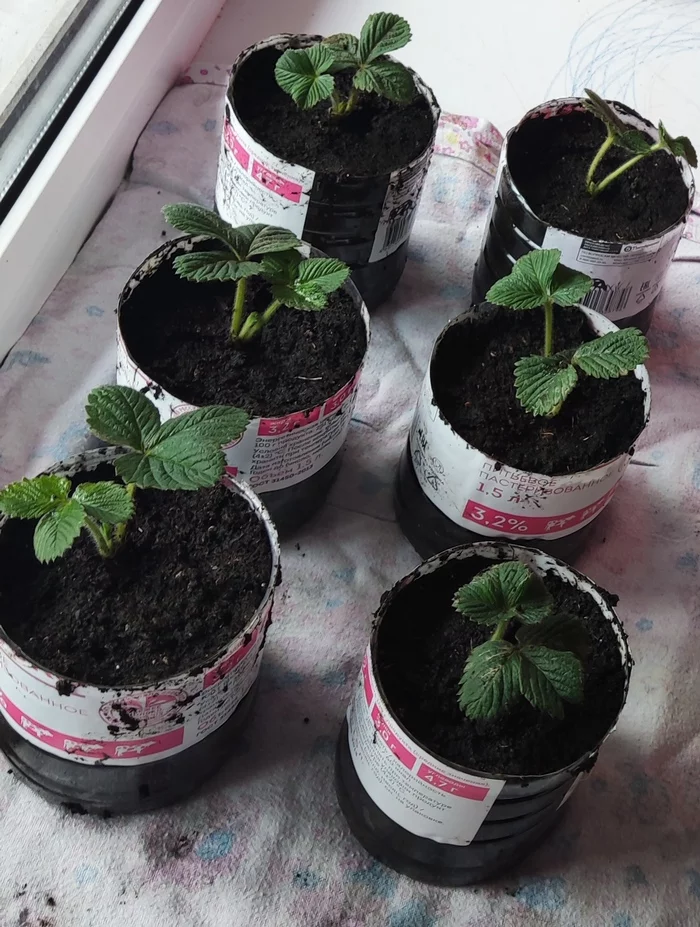 Eeeexperiment - My, Strawberry (plant), Business, Experiment