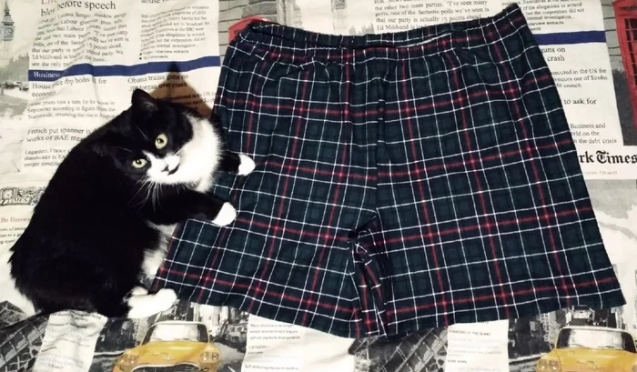 Quality control - My, Sewing, Family Briefs, Handmade, cat