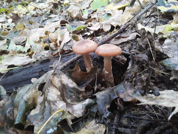 Closing the mushroom season (Orenburg region) Part 1 - My, Orenburg region, Buguruslan, Mushrooms, Forest, Honey mushrooms, Mobile photography, Autumn, Longpost