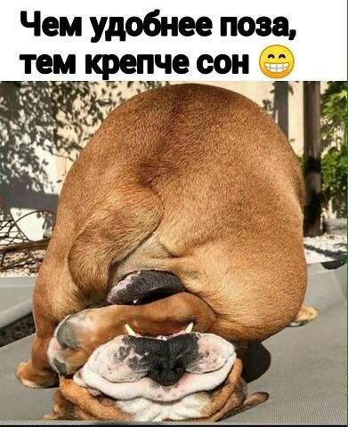 Healthy sleep - Humor, Picture with text, Dog