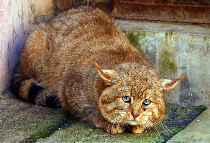 Not manul! - Pet the cat, The photo, Cat family, Small cats, Repeat, Chinese cat, Pallas' cat