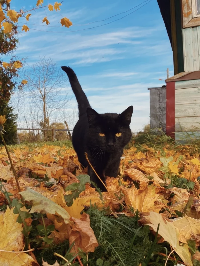 Tver cat Tikhon - My, cat, Autumn, Mobile photography, Portrait, The photo, Longpost