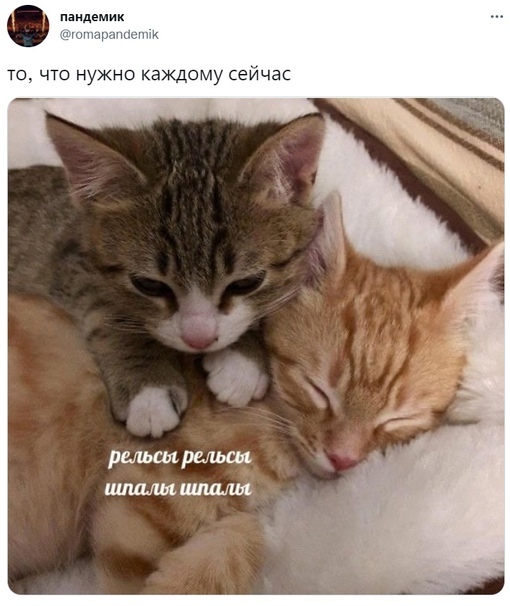 About the essential - cat, Massage, Screenshot, Picture with text, Memes