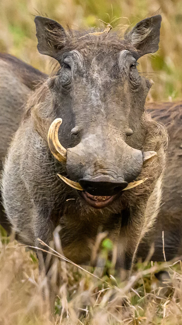 Don't worry, be happy! - My, The photo, Positive, Wild animals, Warthog