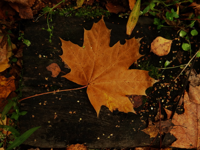 Осень золотая