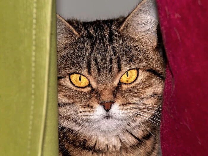 cat portrait - My, cat, The photo, Portrait, Canon, Full Face