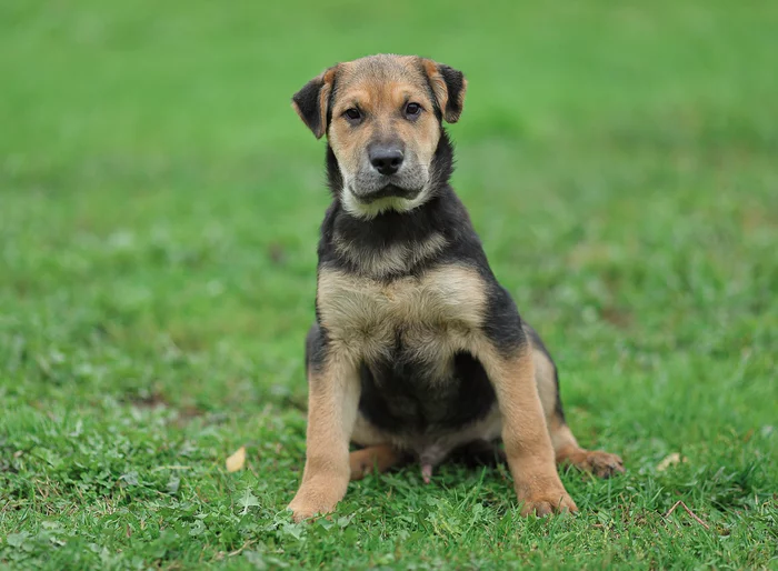 Valley. Good-natured, plush and independent boy - My, Animal shelter, In good hands, The rescue, Volunteering, Shelter, Helping animals, Veterinary, Homeless animals, Animal Rescue, Puppies, Dog, No rating, Longpost, Moscow, Moscow region