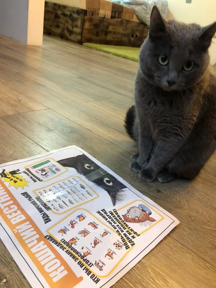 Cat Messenger - cat, Milota, Toilet humor, Newspapers, Longpost