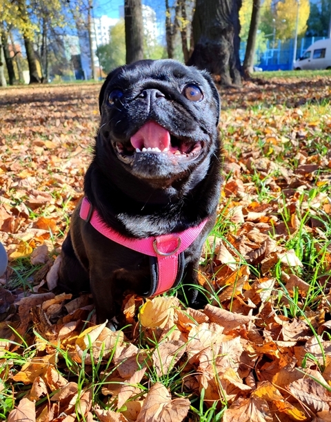 happy pies - My, Pug, Dog, Autumn, Pets