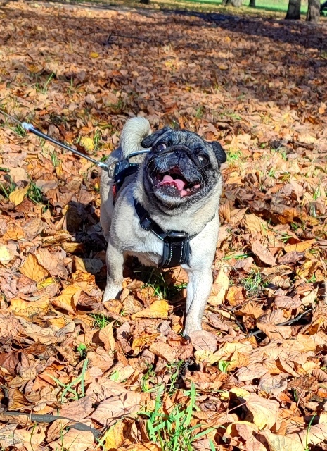 happy pies - My, Pug, Dog, Autumn, Pets