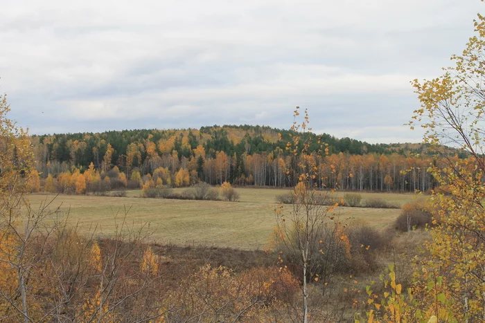 Октябрь, пасмурно, тепло - Моё, Свердловская область, Осень, Лес