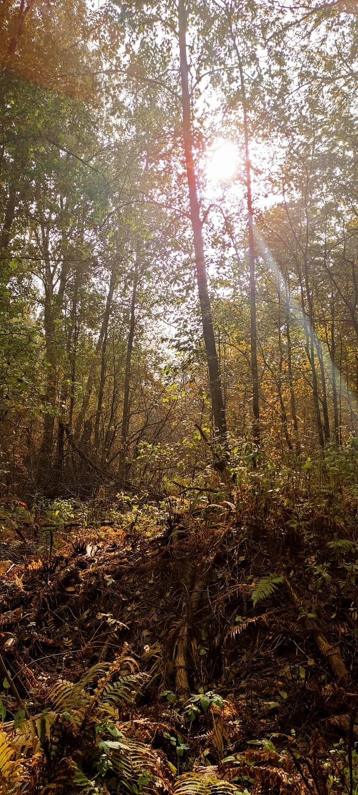 Autumn, forest near Leningrad - My, Mobile photography, wildlife, Autumn, Longpost