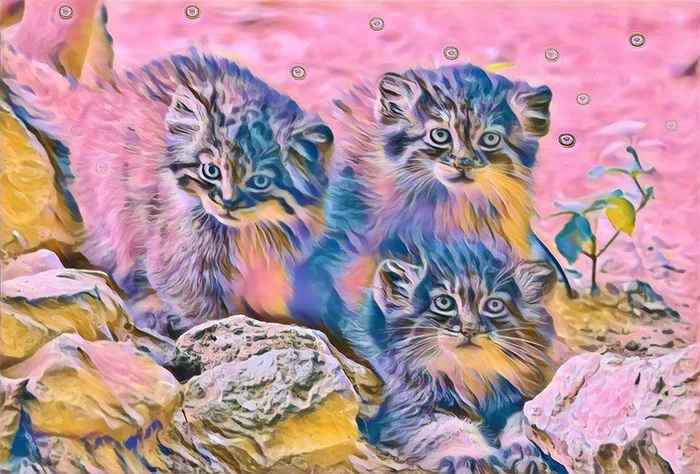 All colored manulo dreams! - Pallas' cat, Pet the cat, Small cats, Cat family, Images