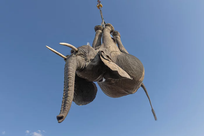 Transporting Elephants in Malawi - Elephants, Wild animals, Transportation, Malawi, Africa, Protection of Nature, Around the world, Longpost