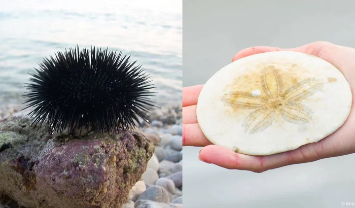 Sand dollar: A completely flat sea urchin has taken over the coast and rolls over all day - Sea urchin, Marine life, Animal book, Yandex Zen