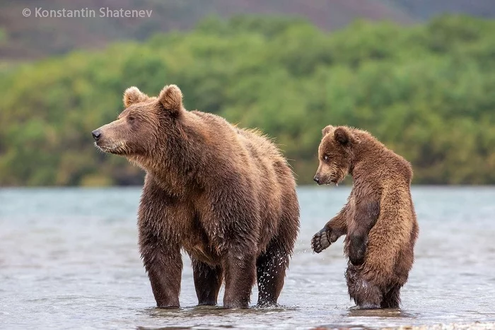 Мама! Ну и где эта рыба? - Фотография, Животные, Дикие животные, Медведи, Медвежата