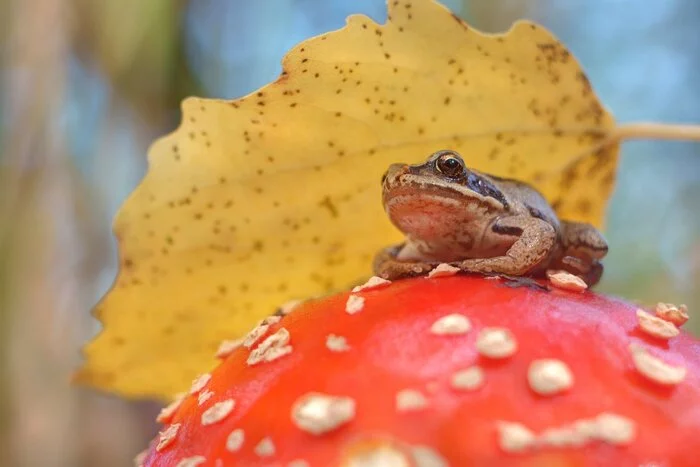 Fly agaric toads - Toad, It Is Wednesday My Dudes, Wednesday, Longpost